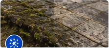 Moss, Algae & Grime Removal
