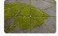 Moss on patio